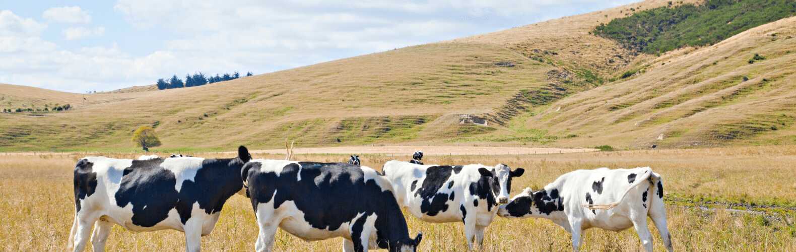 Diary farm insurance