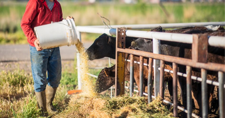 young farmer feeding cattle